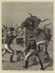 Vieh im Fernen Westen, I, ein Branding-Korral und Shute